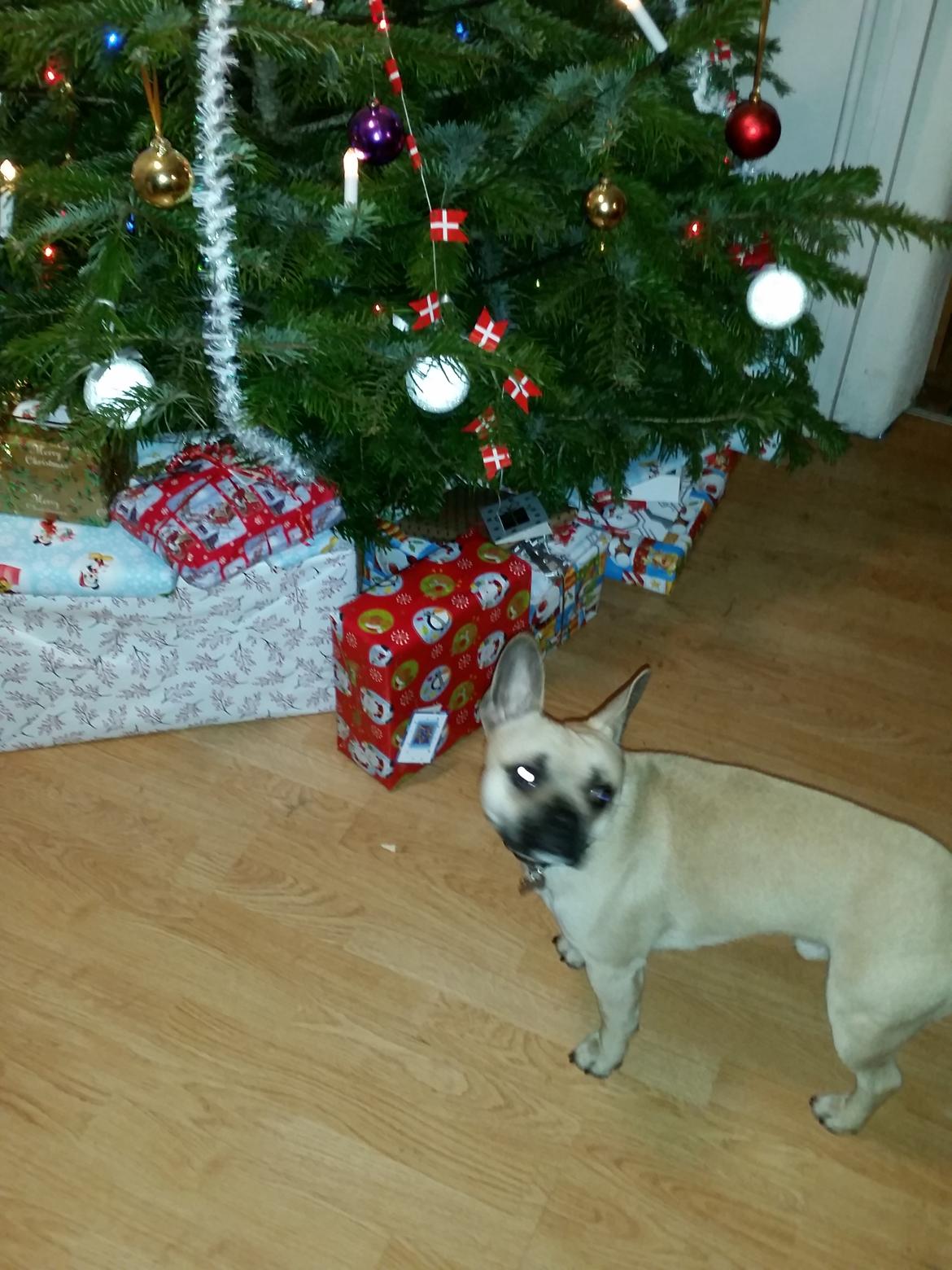 Fransk bulldog Bumle larsen billede 27