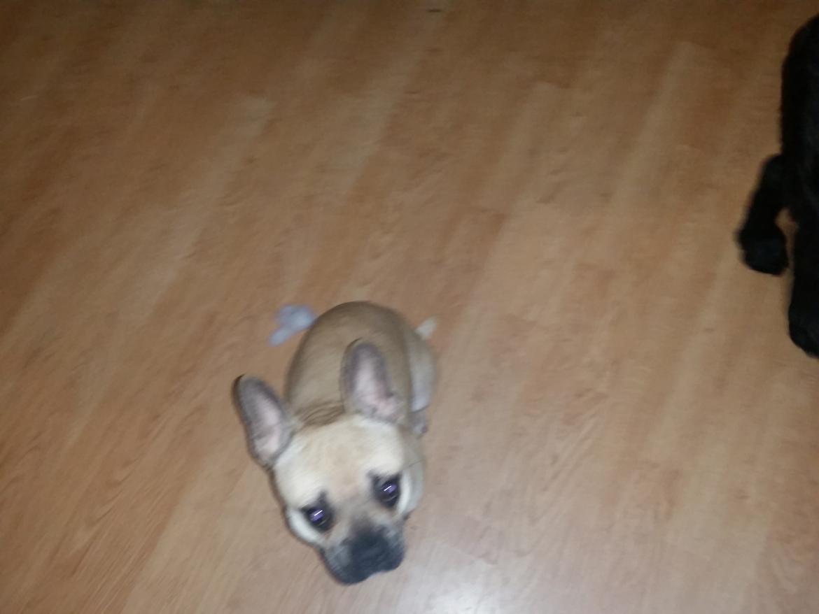 Fransk bulldog Bumle larsen billede 28