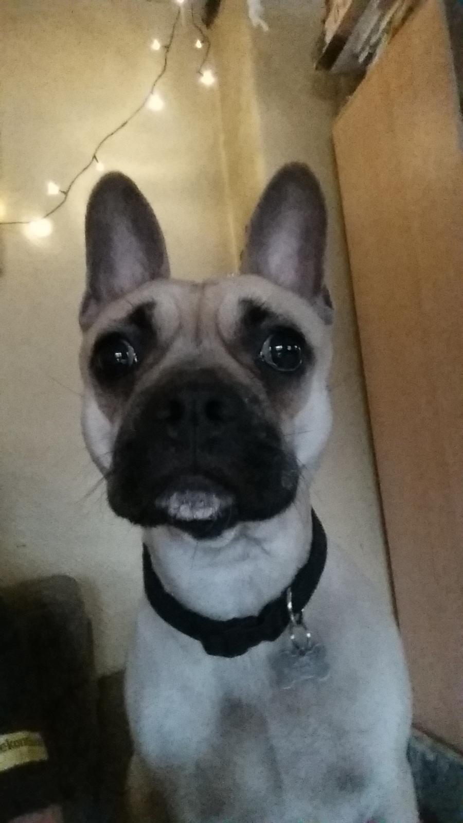 Fransk bulldog Bumle larsen billede 29