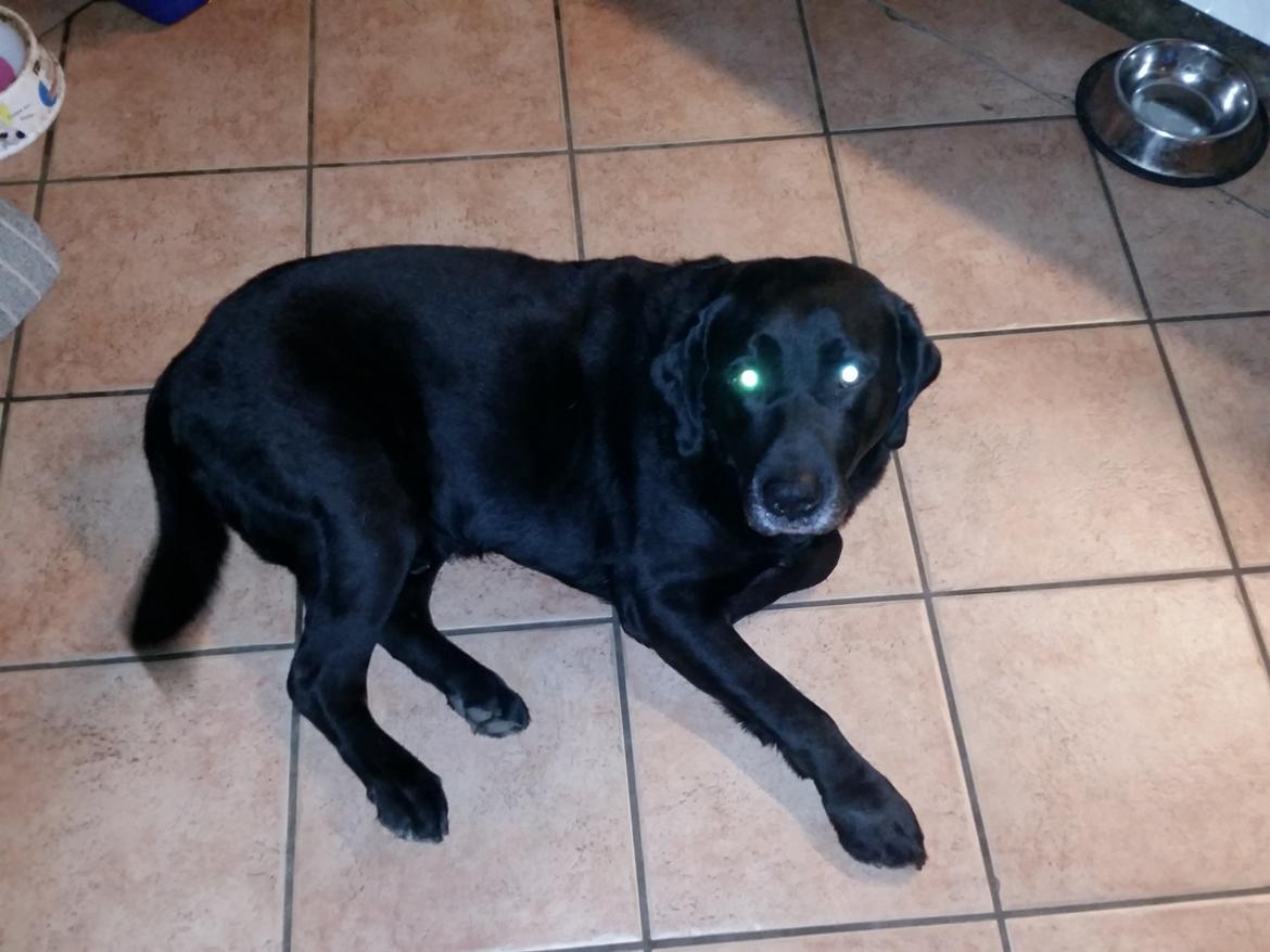 Fransk bulldog Bumle larsen billede 30