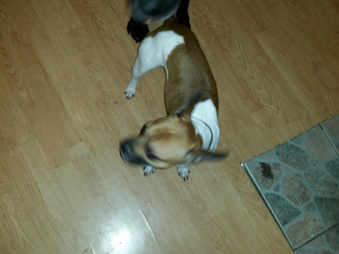 Fransk bulldog Bumle larsen billede 31