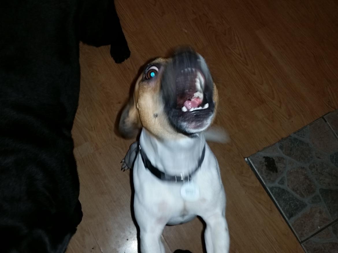 Fransk bulldog Bumle larsen billede 32