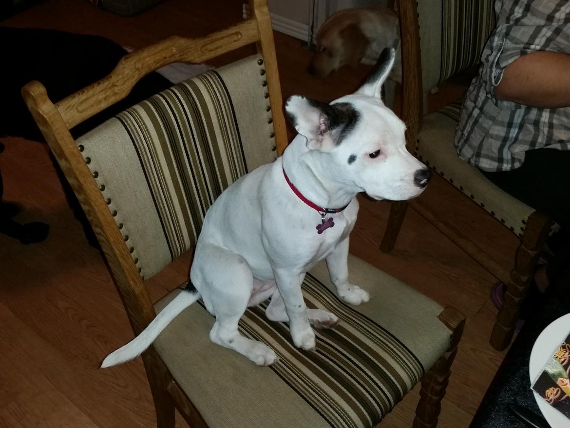 Fransk bulldog Bumle larsen billede 34