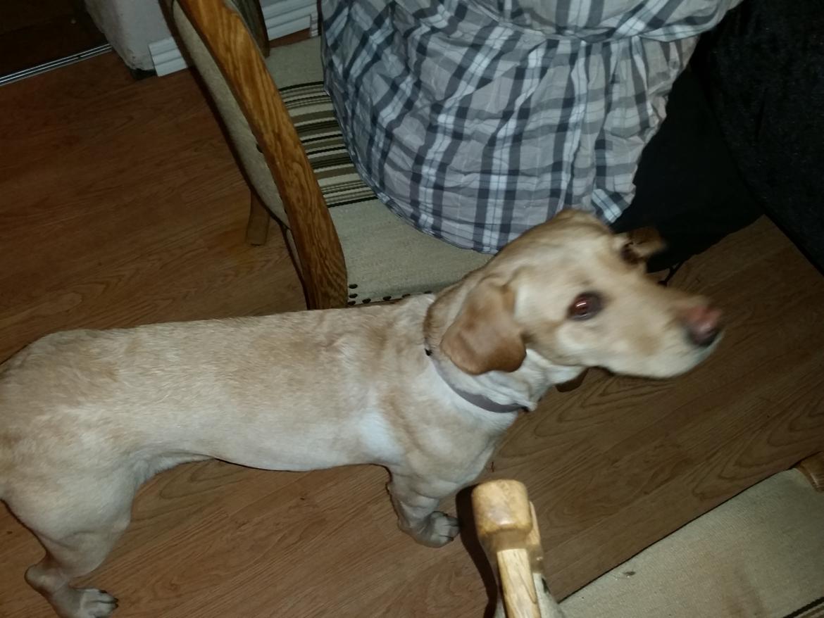 Fransk bulldog Bumle larsen billede 35