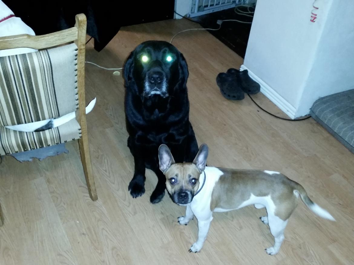 Fransk bulldog Bumle larsen billede 36