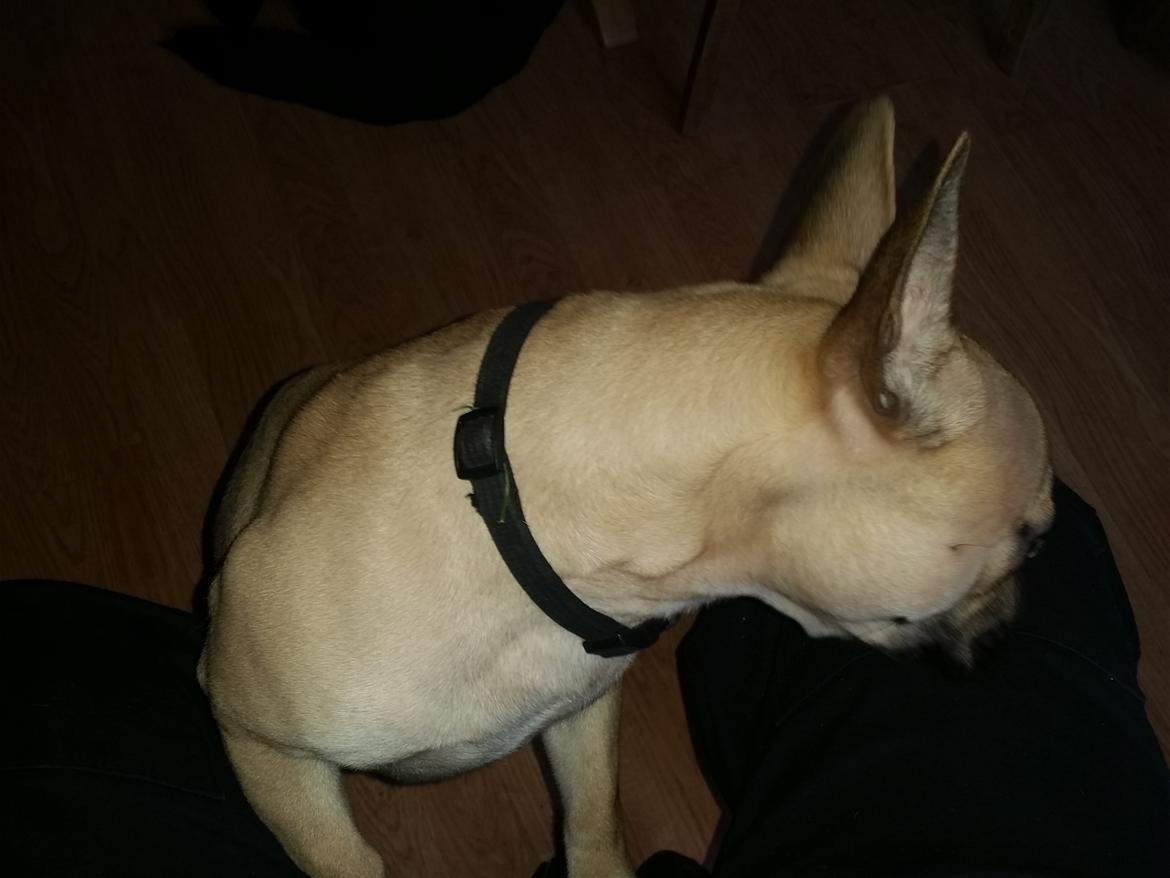 Fransk bulldog Bumle larsen billede 37