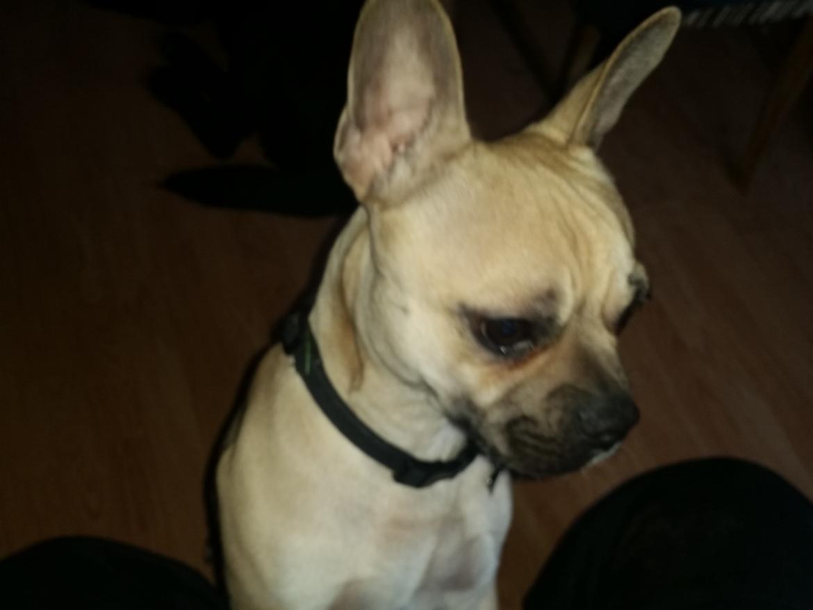 Fransk bulldog Bumle larsen billede 38