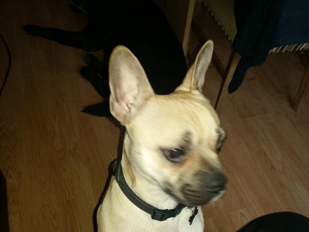 Fransk bulldog Bumle larsen billede 39