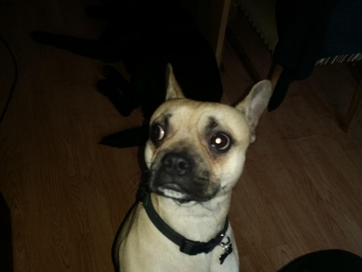 Fransk bulldog Bumle larsen billede 40