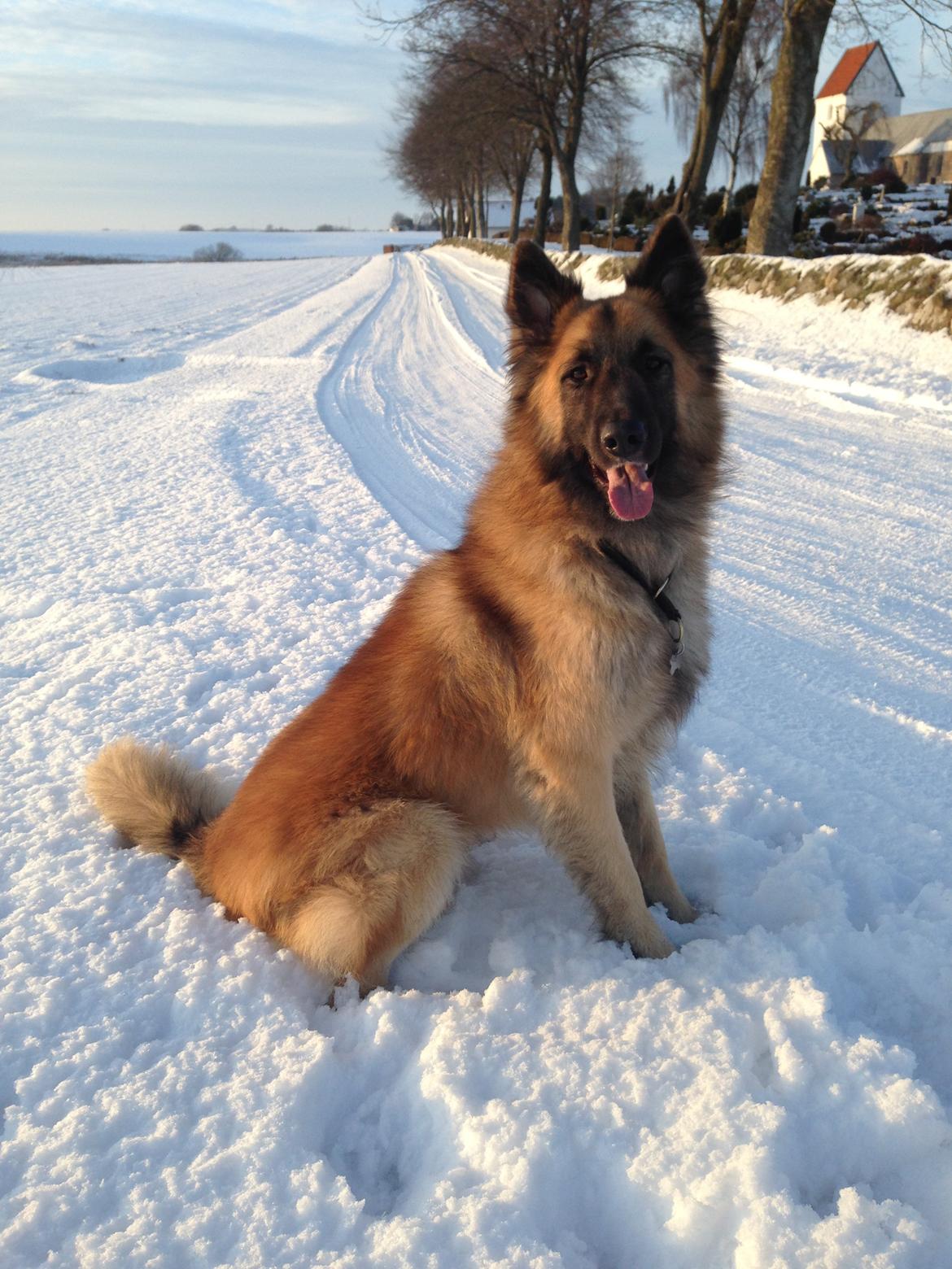 Blanding af racer Chico - 2016 - 22. januar billede 6