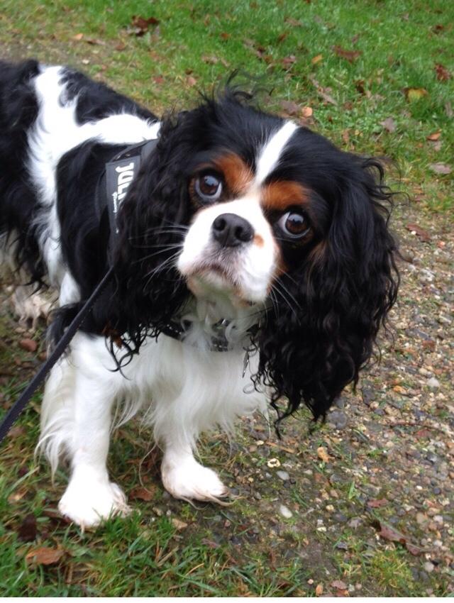 Cavalier king charles spaniel Rossi (himmelhund) billede 21