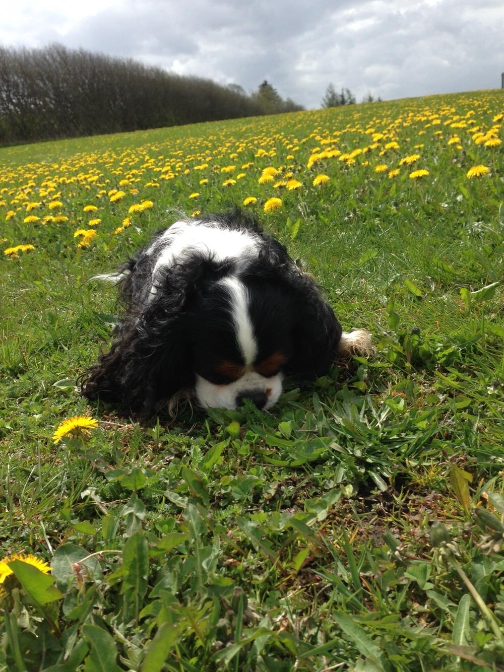 Cavalier king charles spaniel Rossi (himmelhund) billede 22