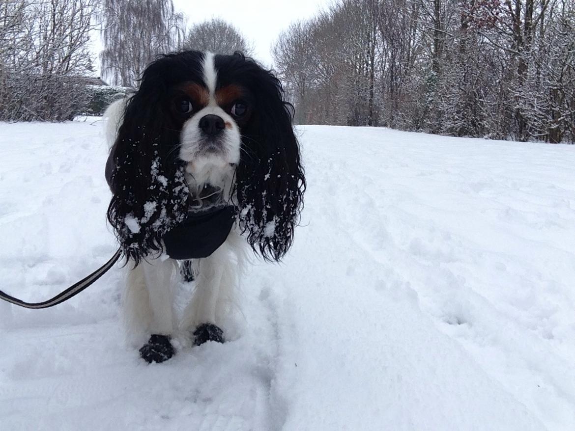 Cavalier king charles spaniel Rossi (himmelhund) billede 24