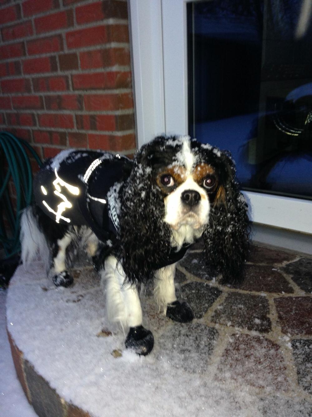 Cavalier king charles spaniel Rossi (himmelhund) billede 25