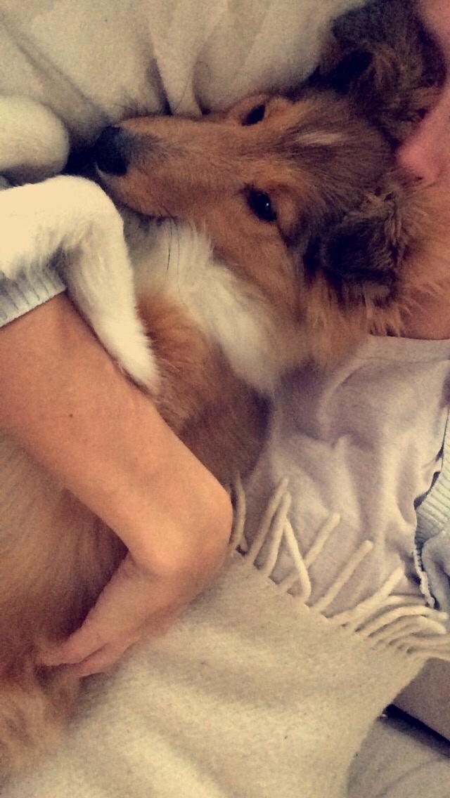 Shetland sheepdog Canto billede 22