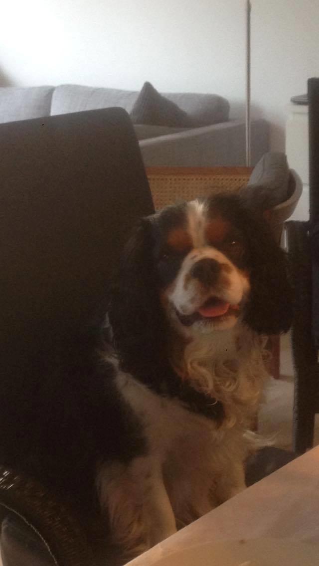 Cavalier king charles spaniel Valdemar Hansen den 1. billede 6