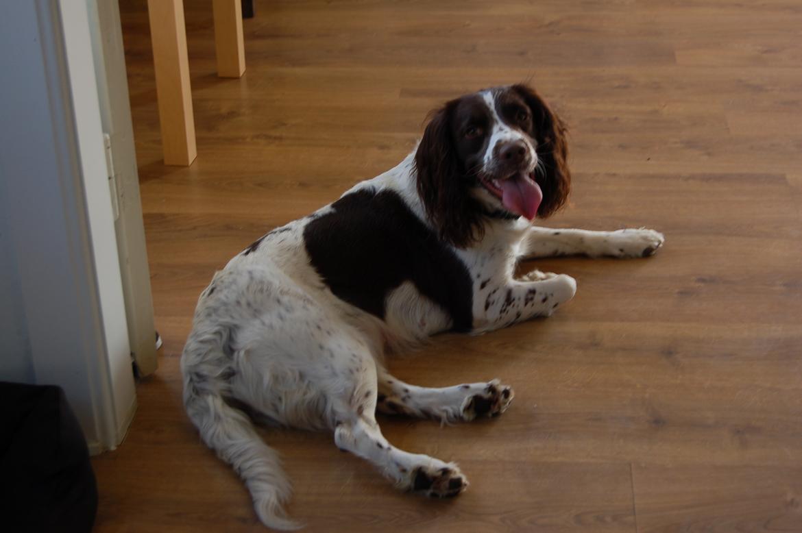 Engelsk springer spaniel Bess billede 5