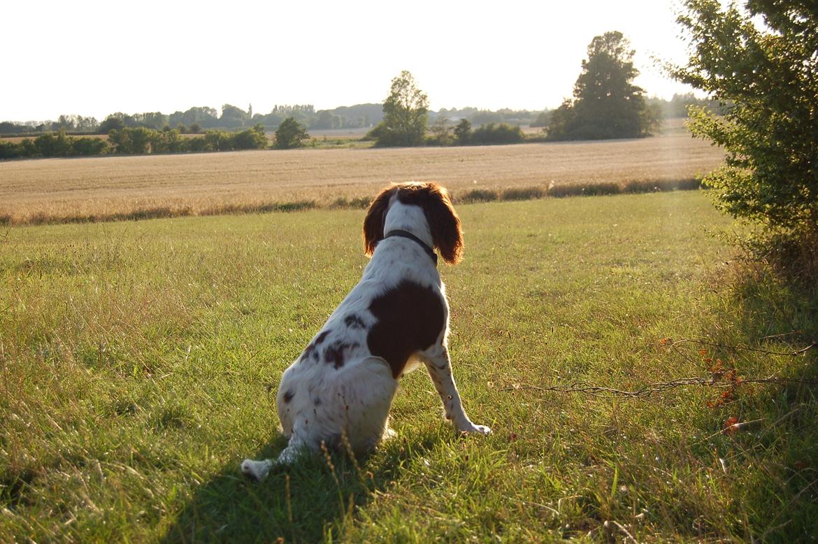 Engelsk springer spaniel Bess billede 3