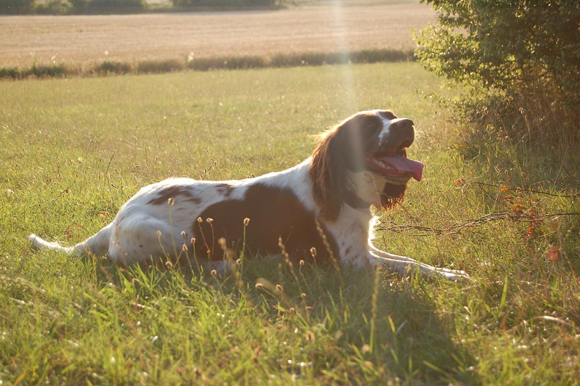 Engelsk springer spaniel Bess billede 2