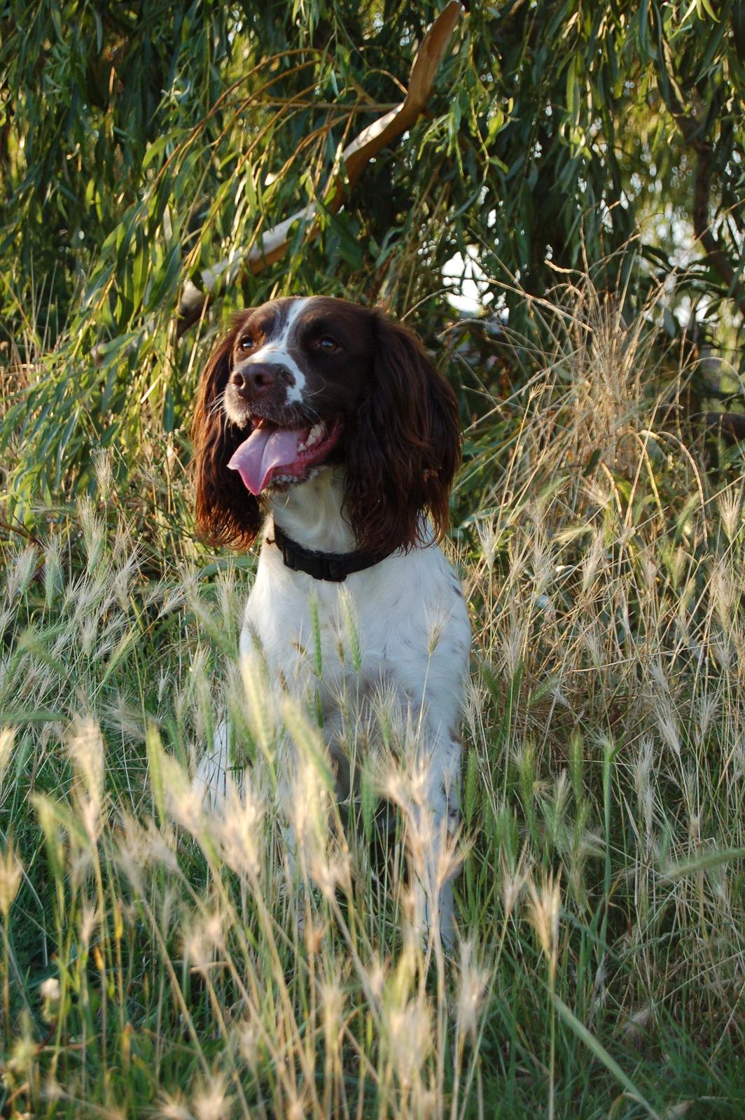 Engelsk springer spaniel Bess billede 1