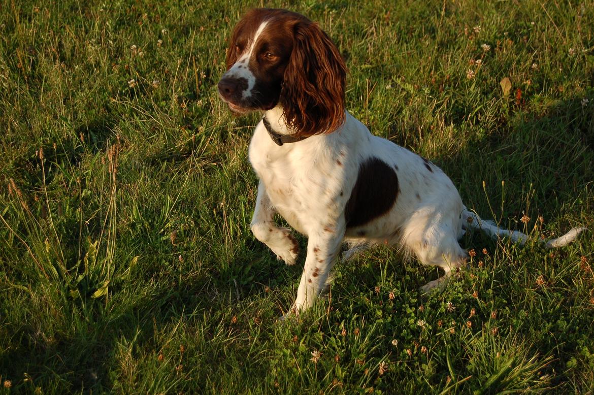 Engelsk springer spaniel Bess billede 6