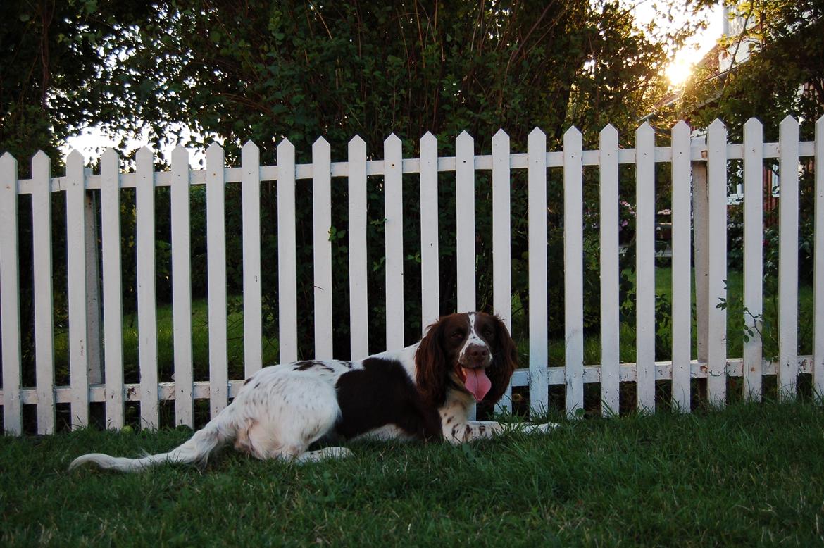 Engelsk springer spaniel Bess billede 7