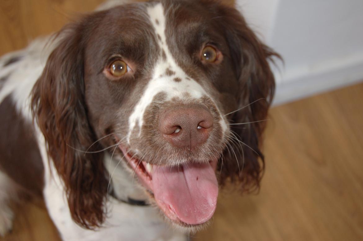 Engelsk springer spaniel Bess billede 4
