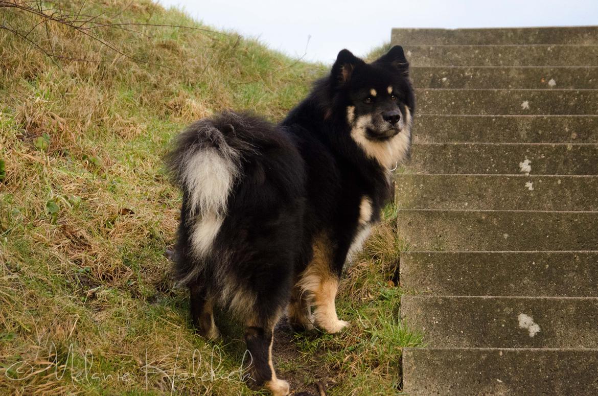 Finsk lapphund INTCH KBHV15 DKKV15 DKV16 Dreamlapin's Ainu billede 13