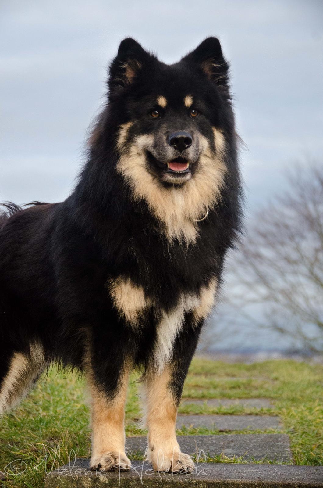 Finsk lapphund INTCH KBHV15 DKKV15 DKV16 Dreamlapin's Ainu billede 14