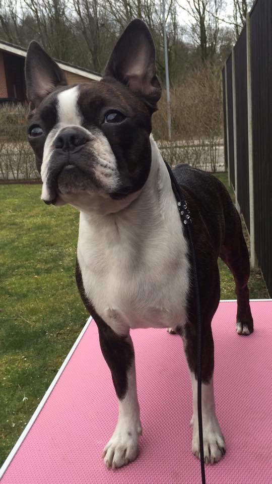 Boston terrier Dream of Jana vom Greifenring billede 4