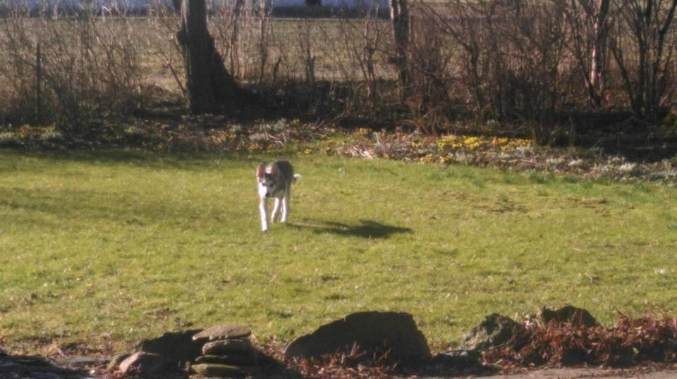 Tamaskan Dog Luna billede 13