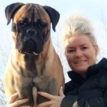 Bullmastiff Bullsaints Haress Al Dar - Barney & jeg - Barney 1 år på billet billede 1