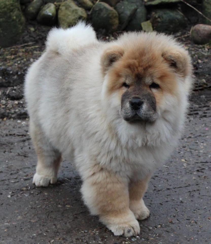 Chow chow Chuck billede 3