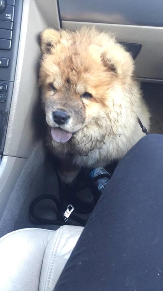 Chow chow Chuck billede 4