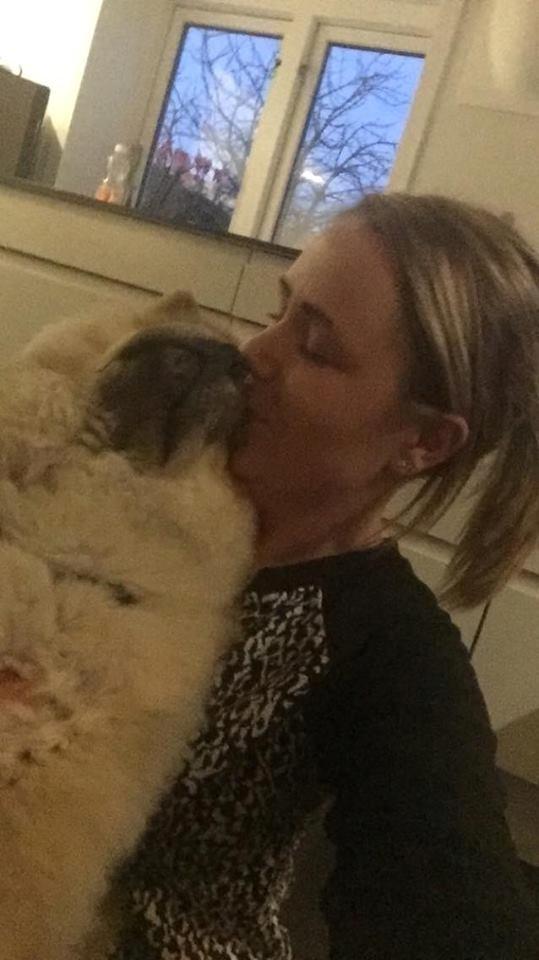 Chow chow Chuck billede 5