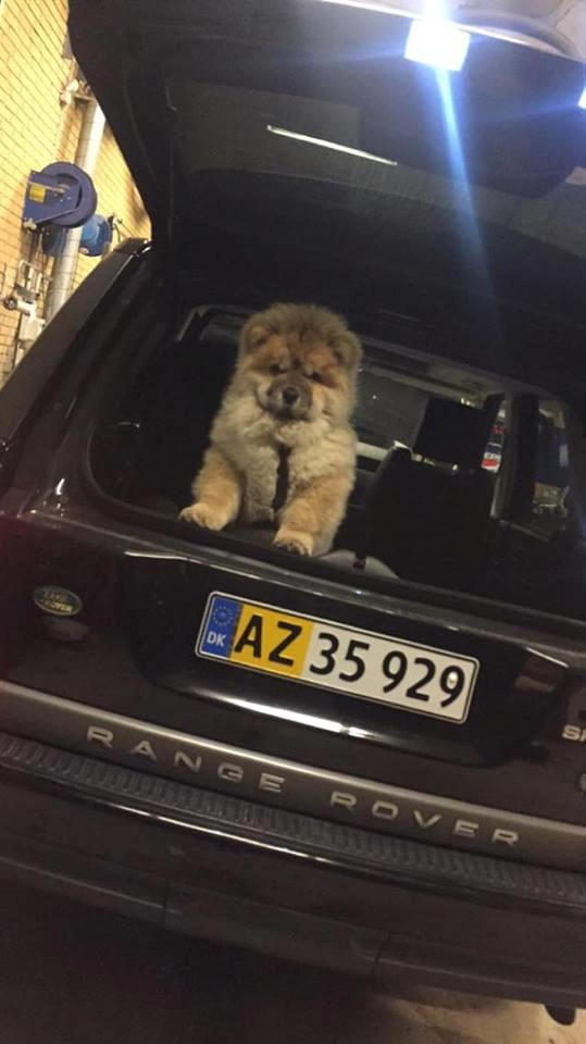 Chow chow Chuck billede 6