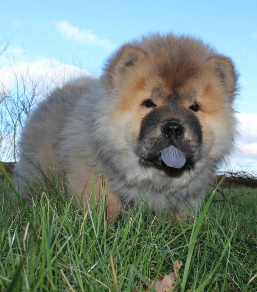 Chow chow Chuck billede 7