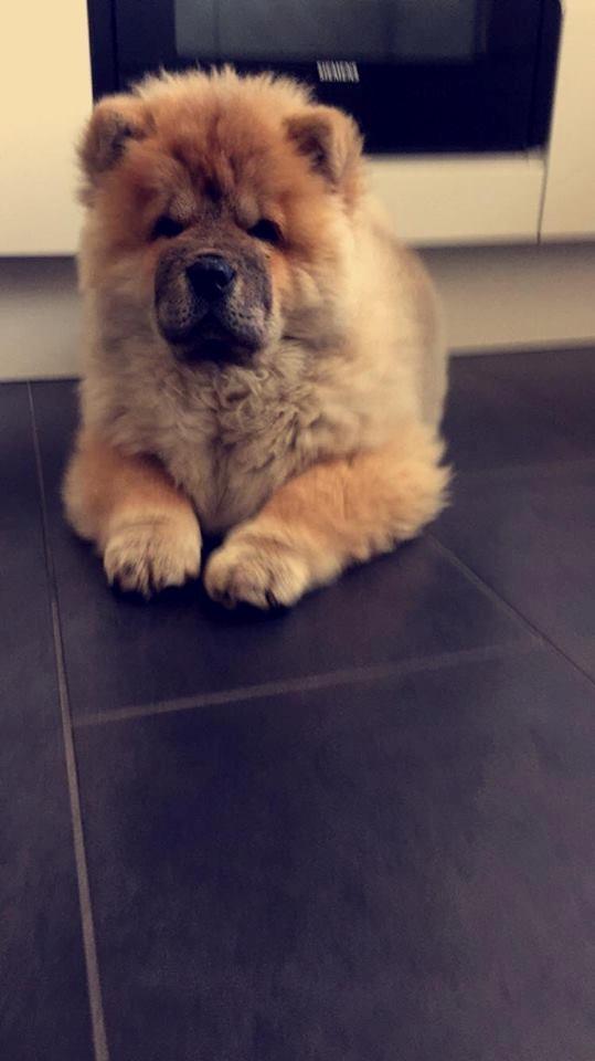 Chow chow Chuck billede 8