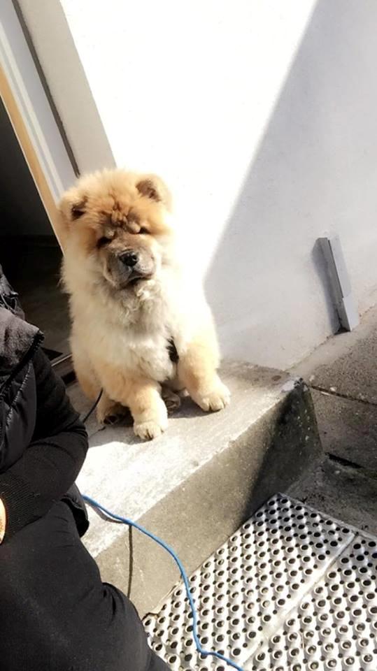 Chow chow Chuck billede 10