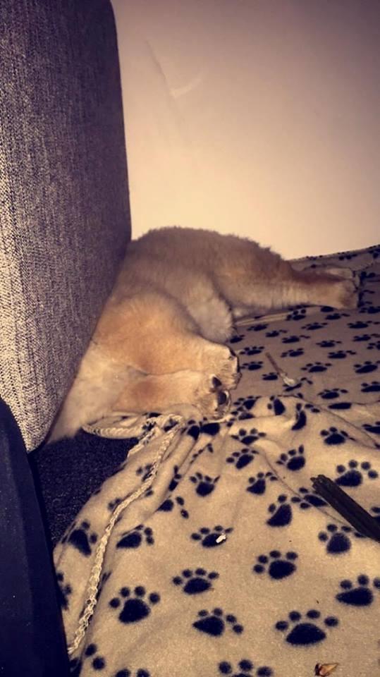 Chow chow Chuck billede 9