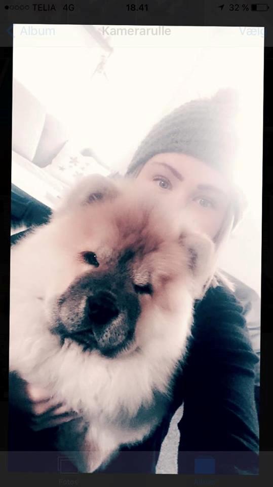 Chow chow Chuck billede 11