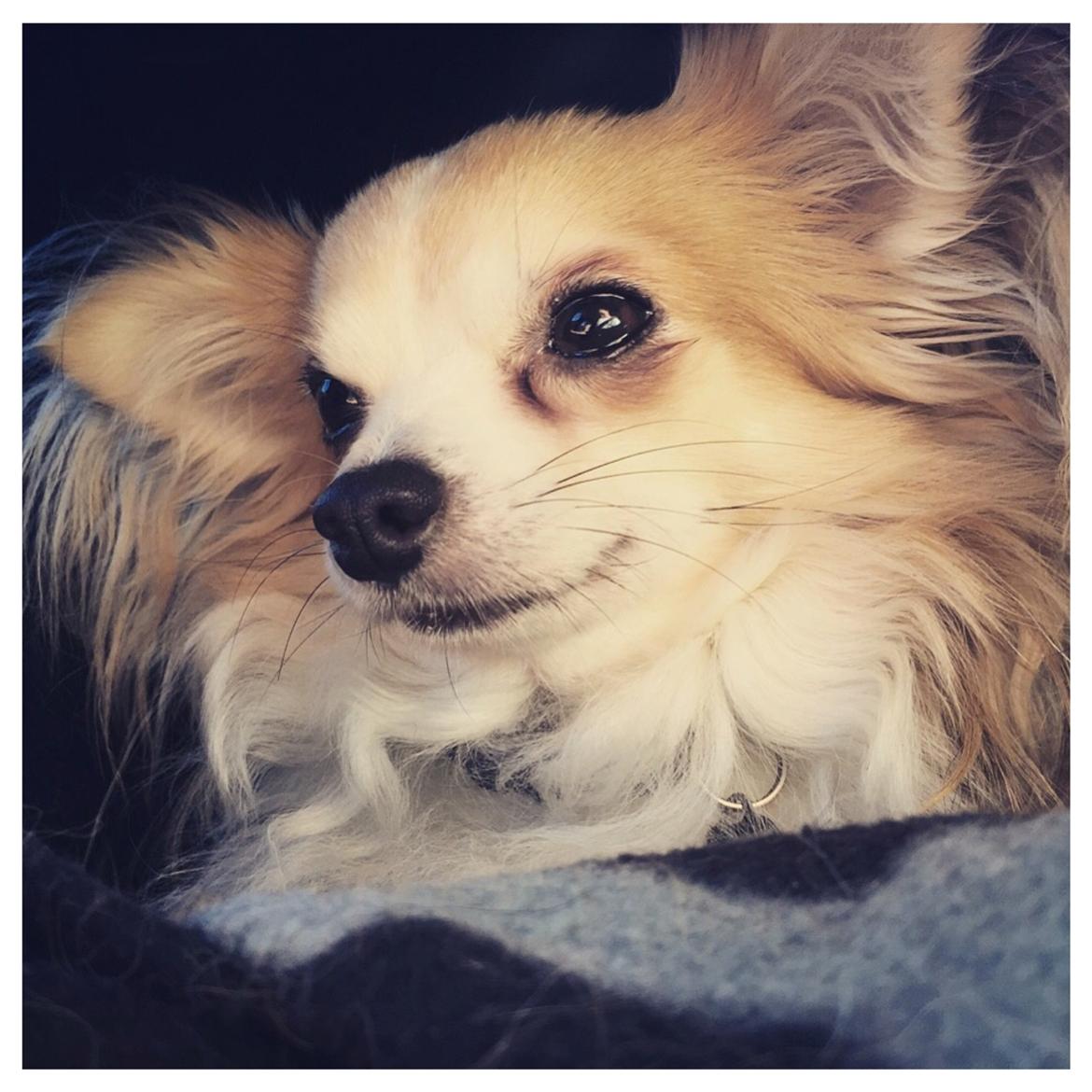 Chihuahua Milo [RIP] billede 18