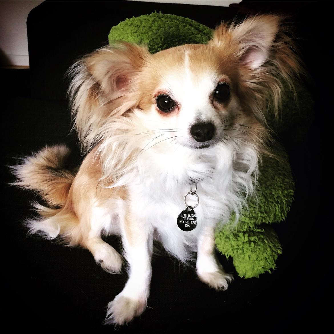 Chihuahua Milo [RIP] billede 16