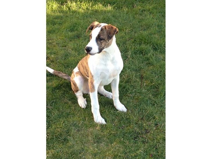 Blanding af racer Iron billede 13