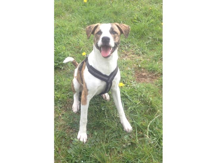 Blanding af racer Iron billede 8