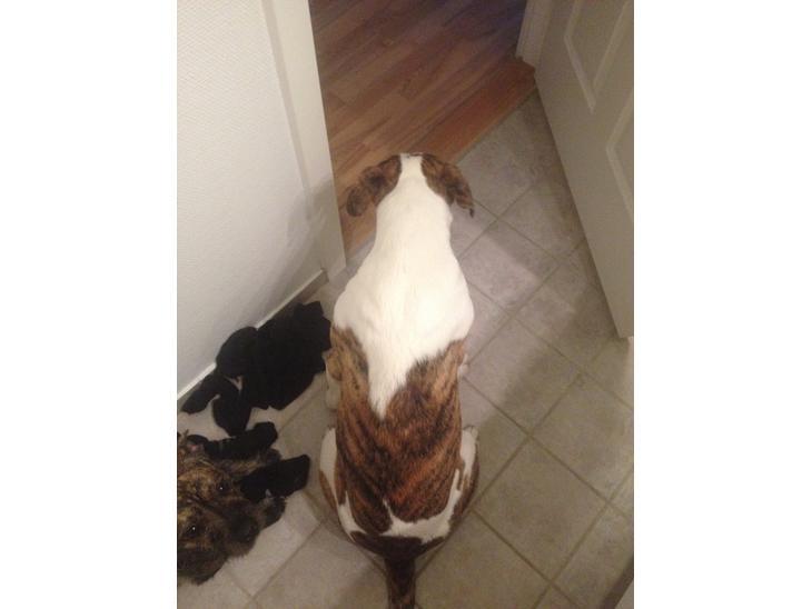 Blanding af racer Iron billede 9