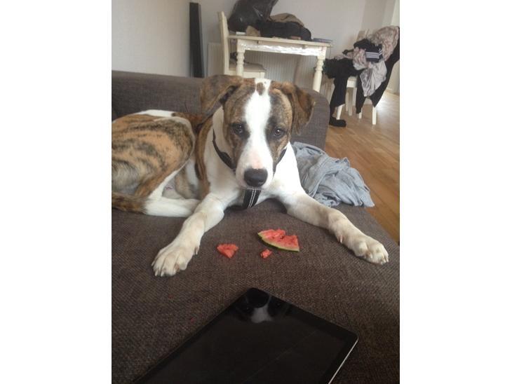 Blanding af racer Iron billede 4