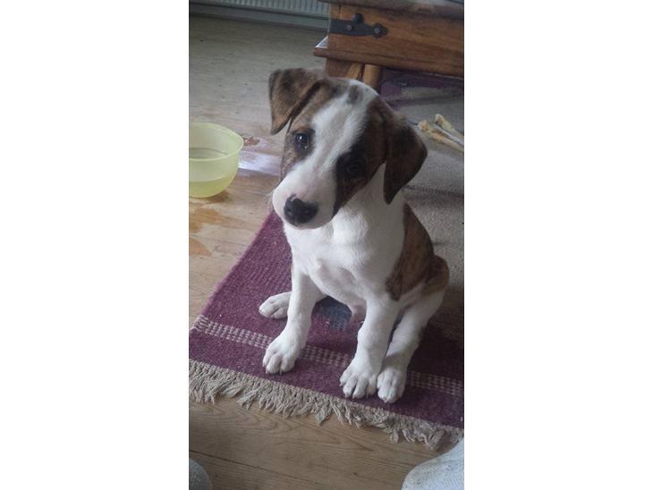 Blanding af racer Iron billede 2