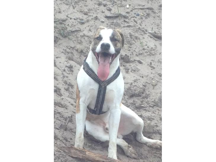 Blanding af racer Iron billede 7