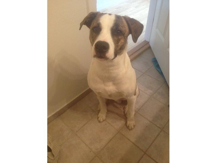 Blanding af racer Iron billede 5